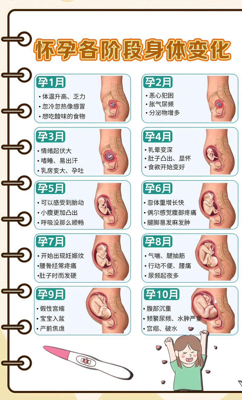 揭秘供卵代孕妈妈怀孕小腹分两节，孕期变化的奥秘南阳代生机构: